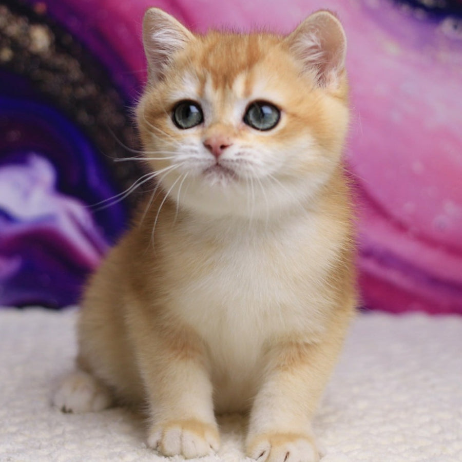 Unicum British Shorthair male, black golden chinchilla