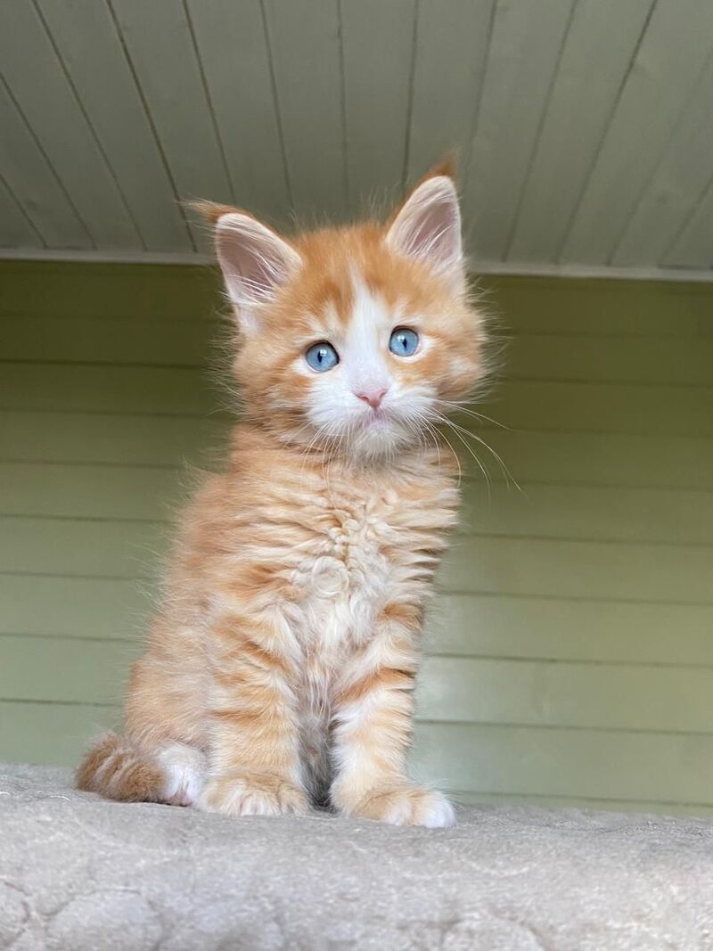 Tutti Frutti Maine Coon male red tabby with white - live animals