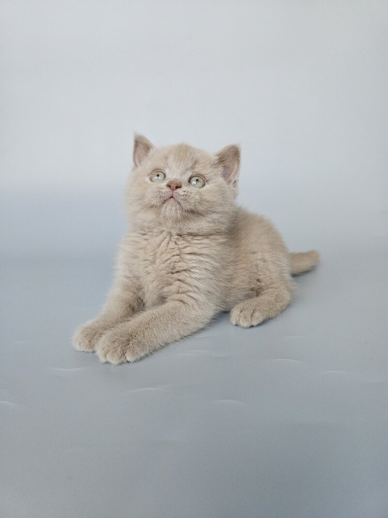 Aster British Shorthair female, fawn