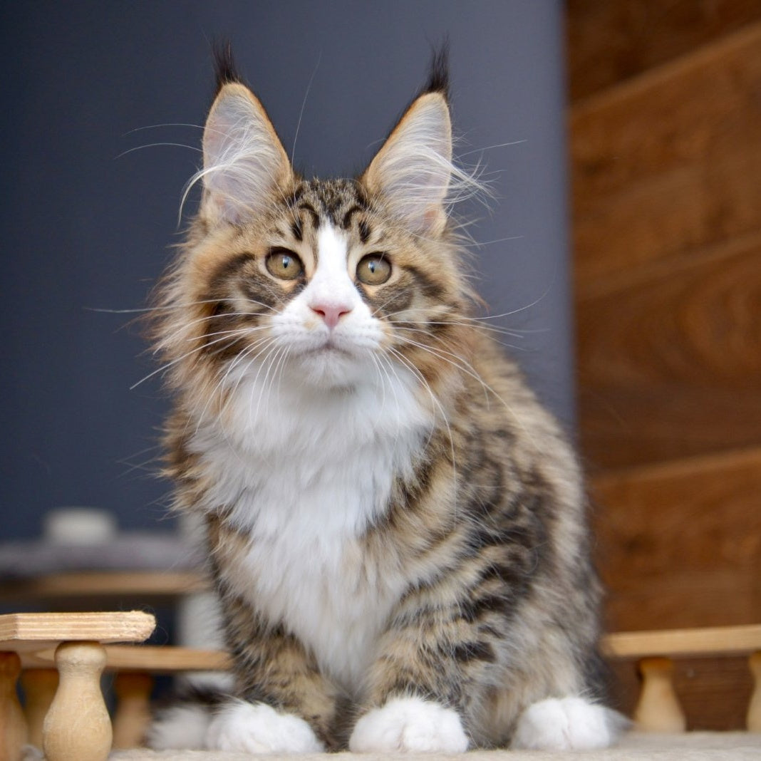 Bright Star Maine Coon male, black with white spotted tabby