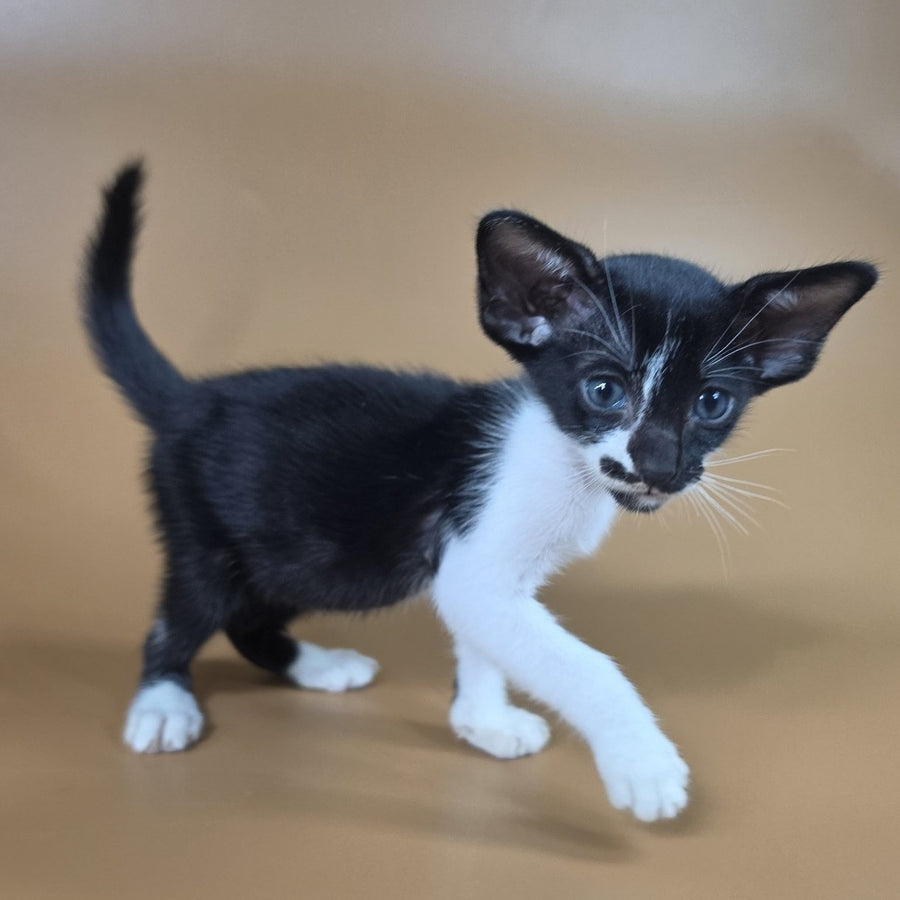 Dreamcake Oriental Shorthair female, black bicolour