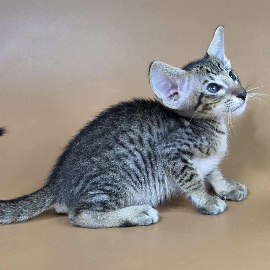 Brawnie Oriental Shorthair male, black spotted tabby