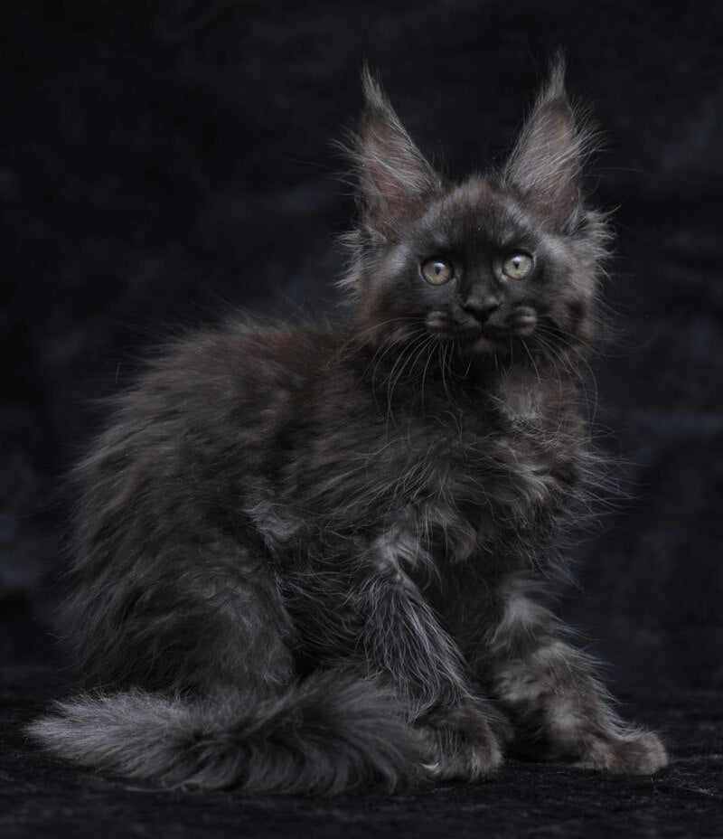 Platon Maine Coon male, black silver