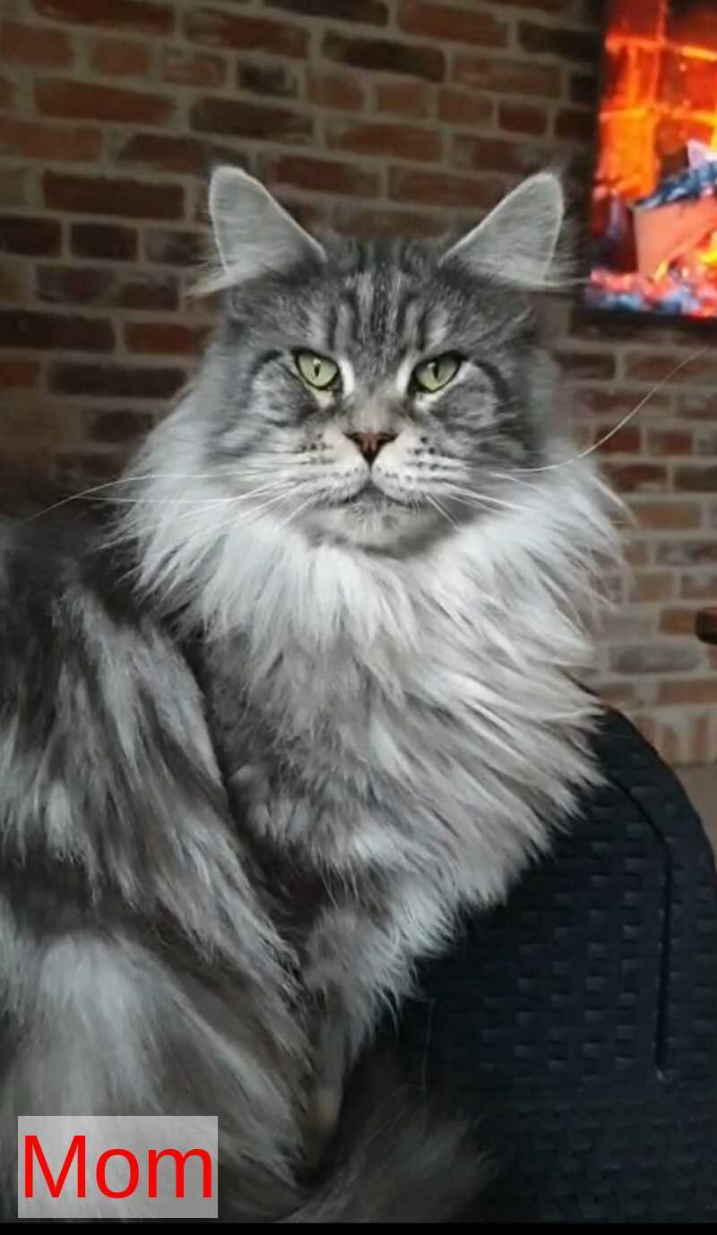 Grace Maine Coon female black ticked tabby - live animals