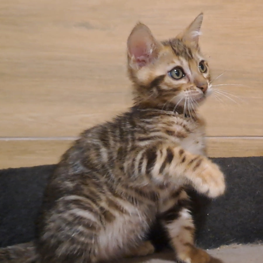 Kara Bengal female, black spotted tabby