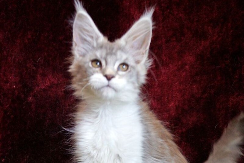Korol Maine Coon male blue silver bicolour tabby - live animals