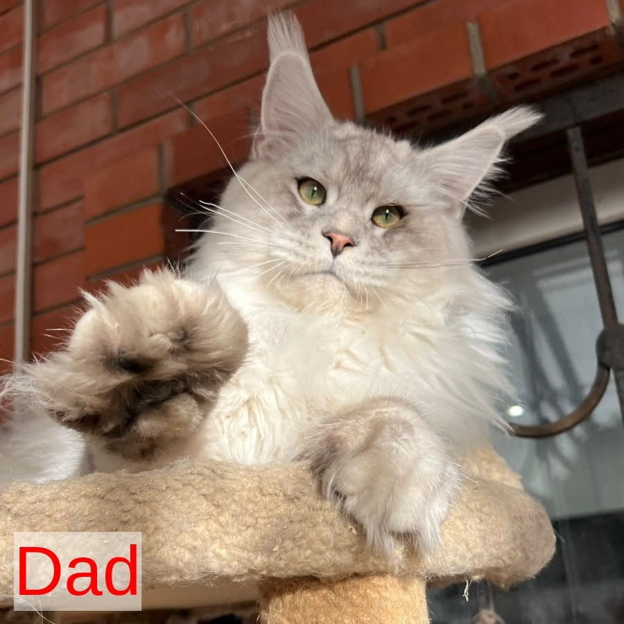 Jeya Maine Coon female, black silver tabby
