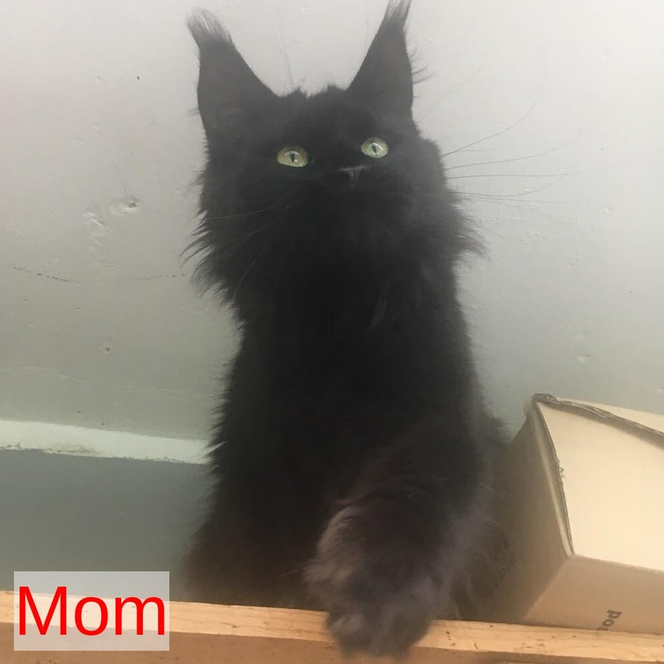 Cozy Ace Maine Coon male, black