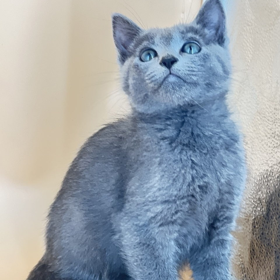 Kai Russian Blue male, blue