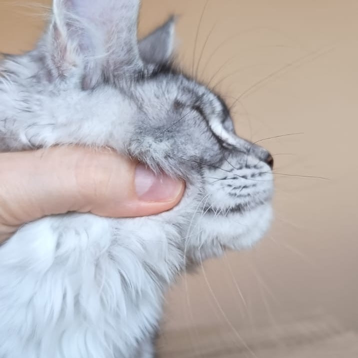 Danessa Maine Coon female, black silver ticked tabby