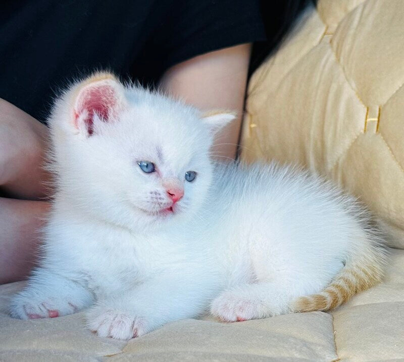 Elio British Shorthair male, red golden shaded pointed