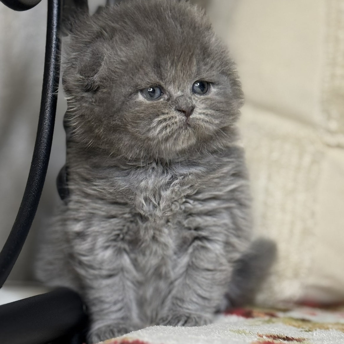 Bobby Scottish Fold male, blue