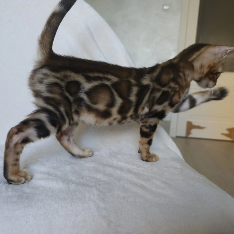 Тamerlan Bengal male black spotted tabby - live animals