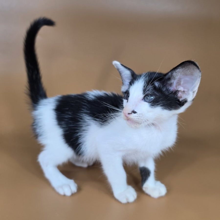 Asher Oriental Shorthair male, black bicolour