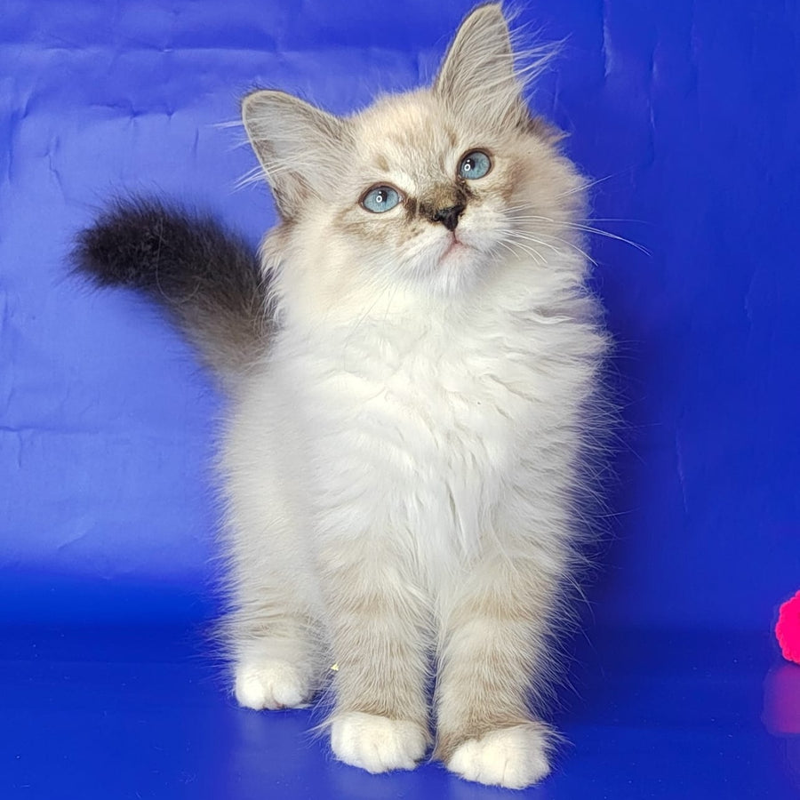 Konan Siberian male, blue tabby pointed with white