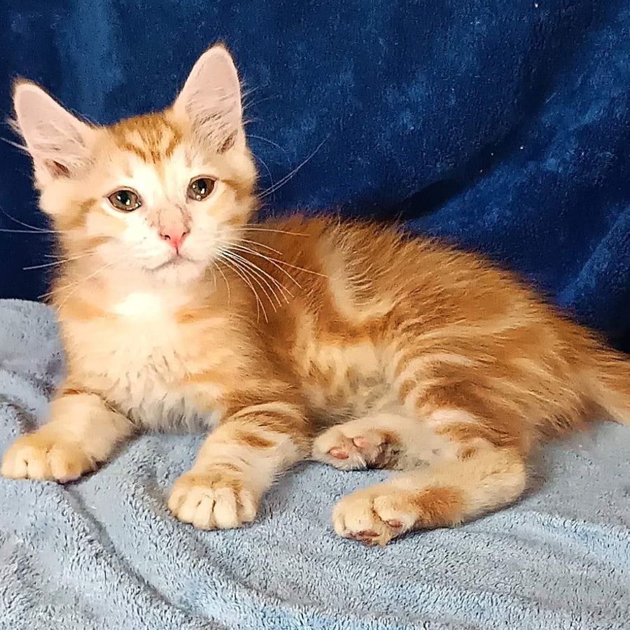 Еlvis Siberian male, red tabby
