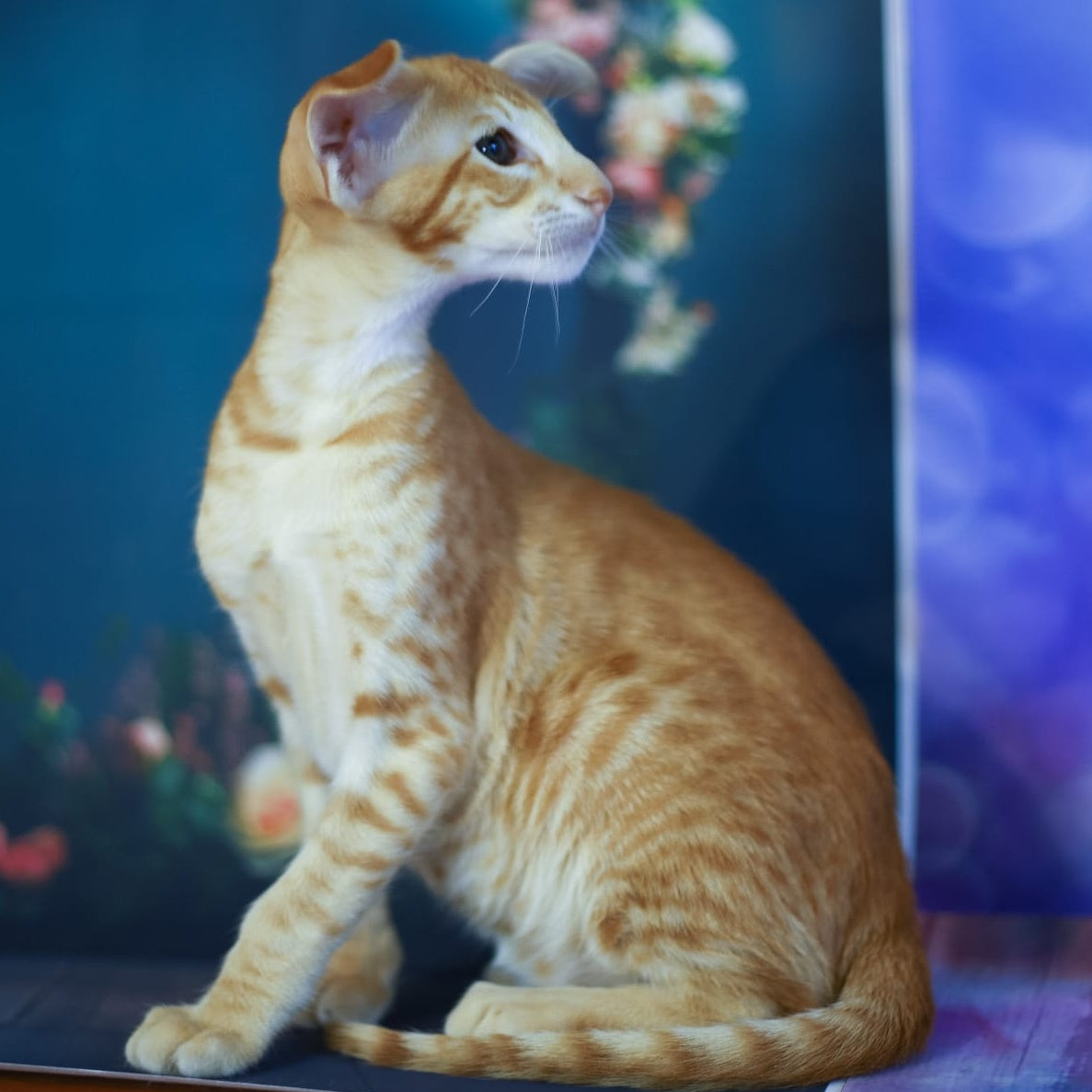 Pеpрer Oriental Shorthair male, red