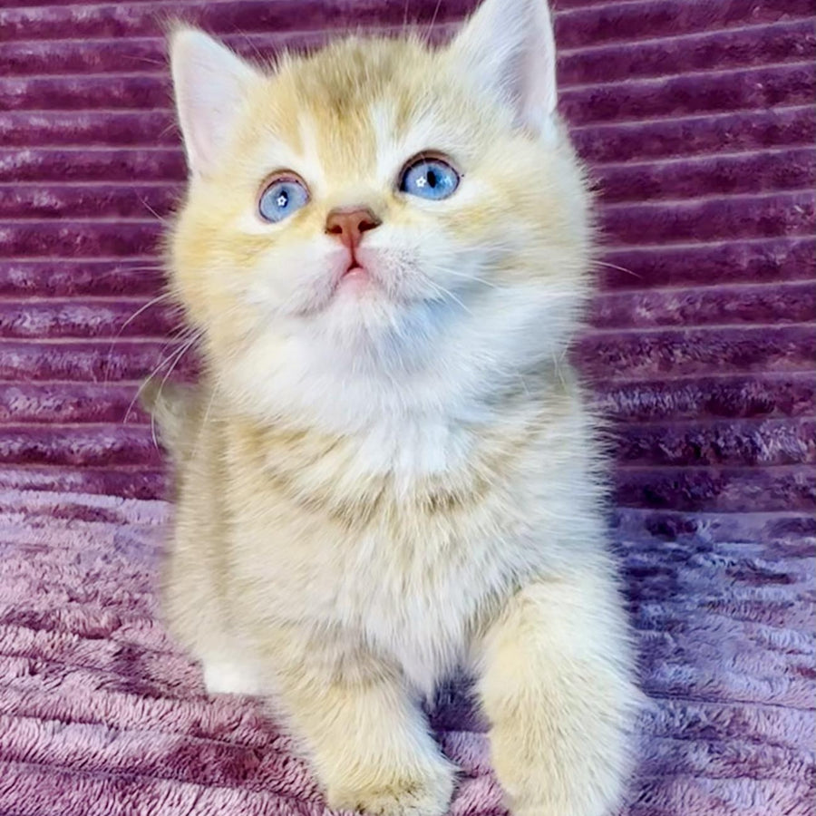 Eden British Shorthair female, cinnamon golden shaded with white