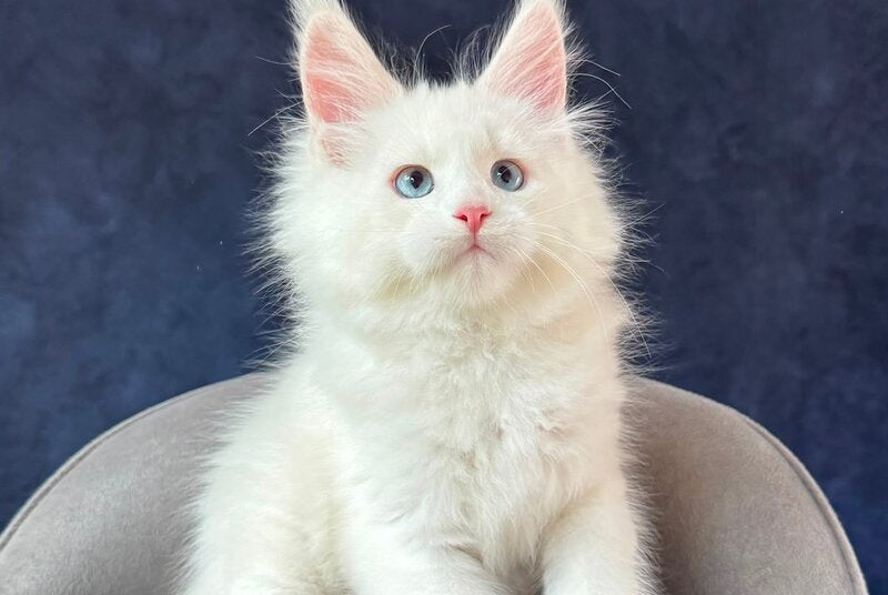 Gamin Maine Coon male, cream silver shaded with white