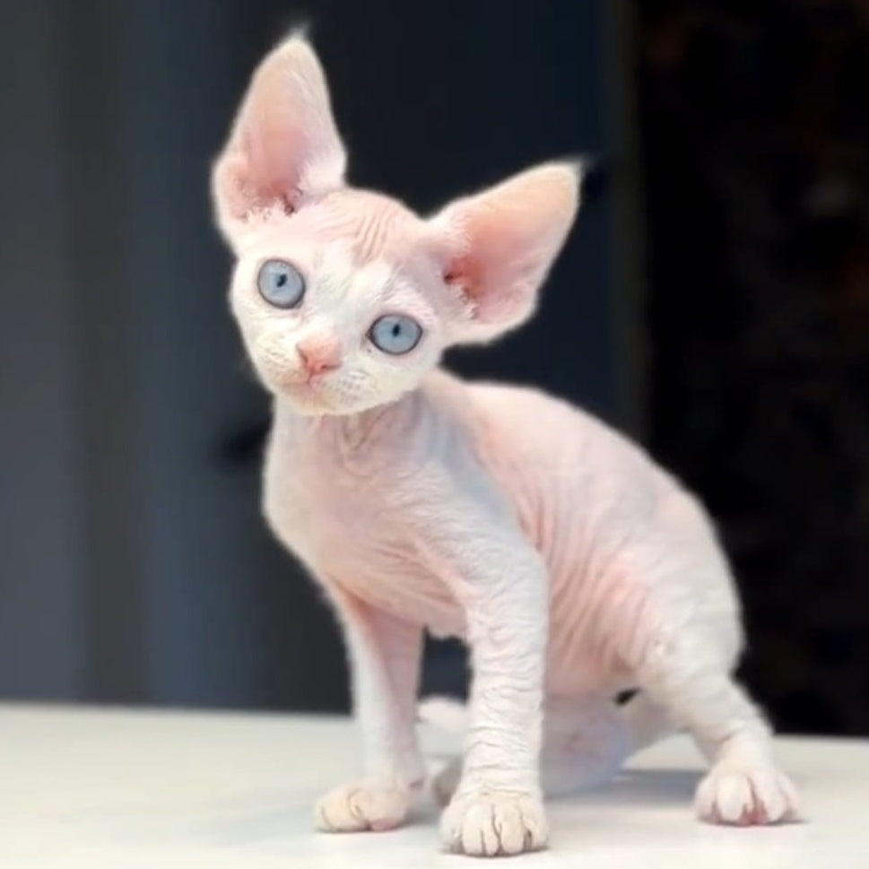 Snow Devon Rex female, white