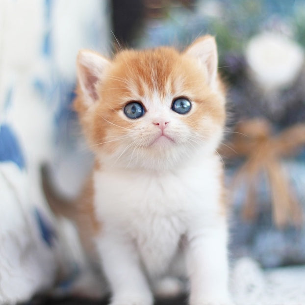 Filipp British Shorthair male, blue golden chinchilla