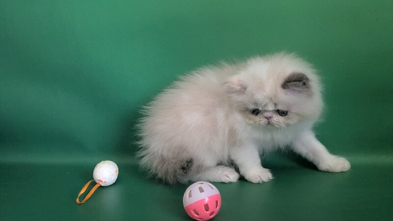 Nelli Persian female, blue tortie pointed bicolour
