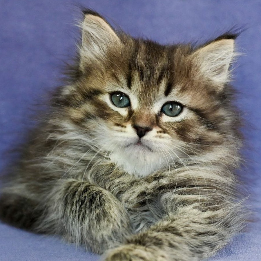 Ilusion Siberian male, black spotted tabby