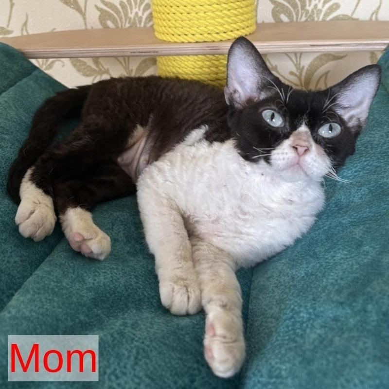 Xiaomi Devon Rex male, chocolate tabby