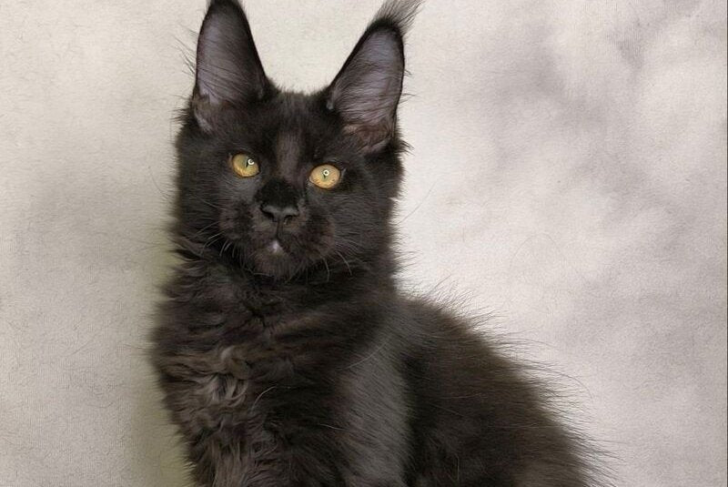 Shadow Maine Coon male, black