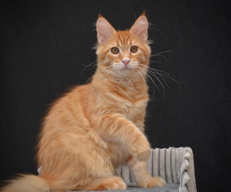 Velvet Maine Coon male red tabby - live animals