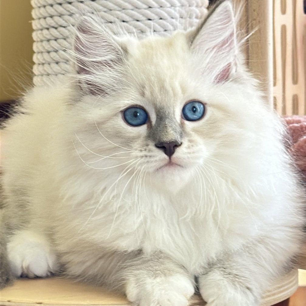 Zefir Siberian male, blue tabby pointed bicolour