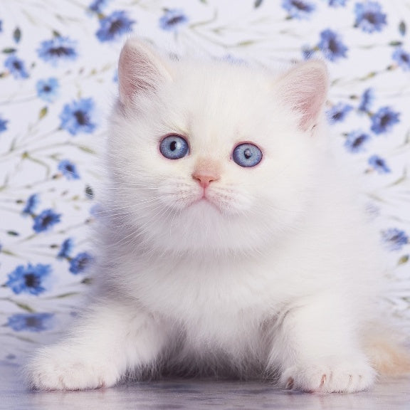 Atlas British Shorthair male, cream pointed