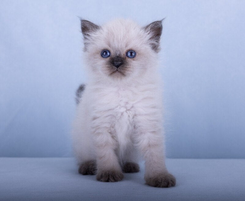 Iriska Siberian female, black tabby pointed