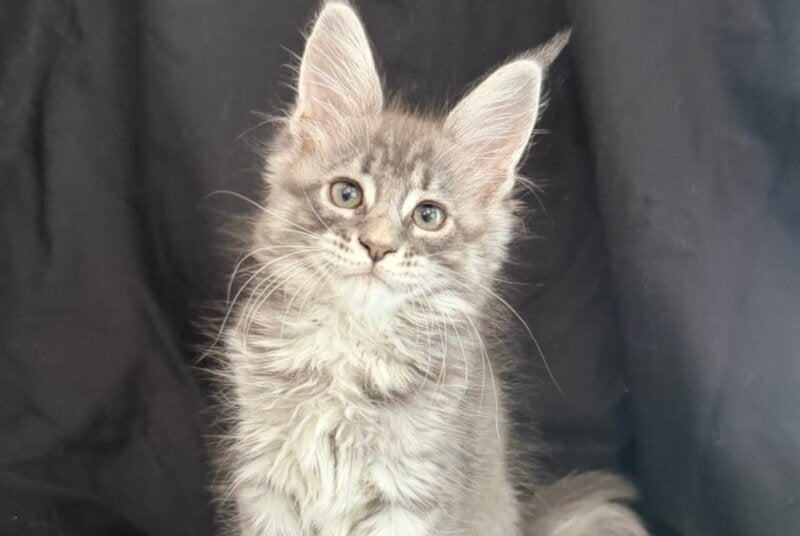Zangi de Ziro Maine Coon male, blue silver tabby