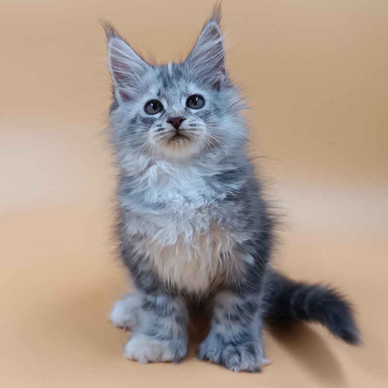Juliana Maine Coon polydactyl 6x6x6x6 female, black tortie silver