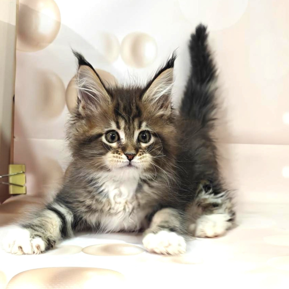Business Maine Coon female, black tabby with white