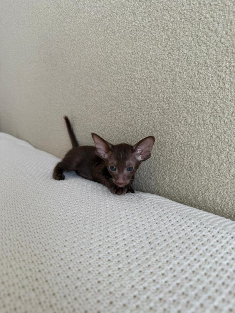 Aston Oriental Shorthair male chocolate - live animals