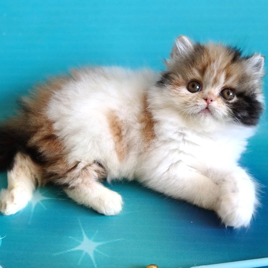 Nora Persian female, black tortie bicolour