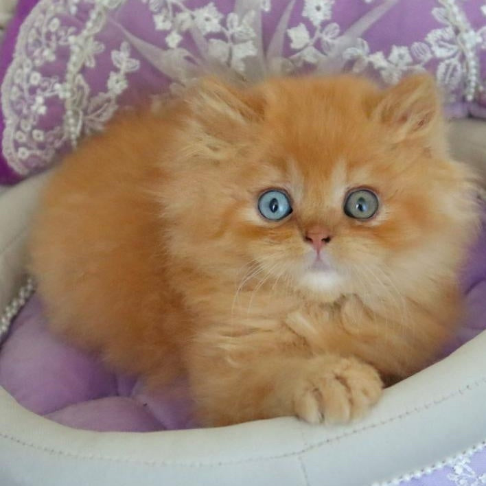 Meir British Longhair male, red