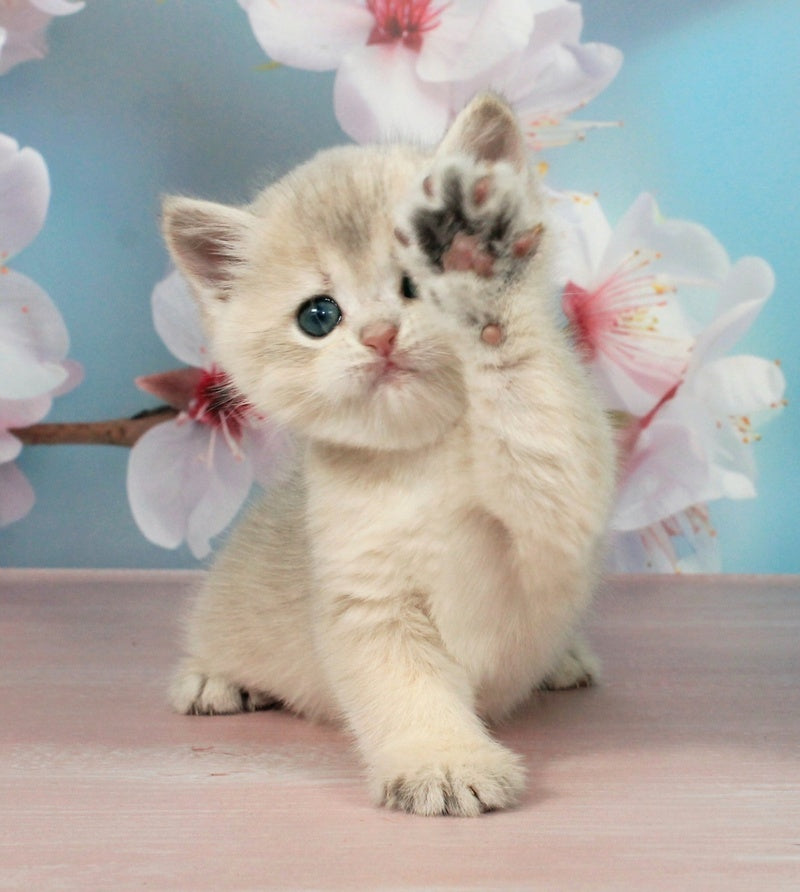 Princess British Shorthair female blue golden shaded - live animals