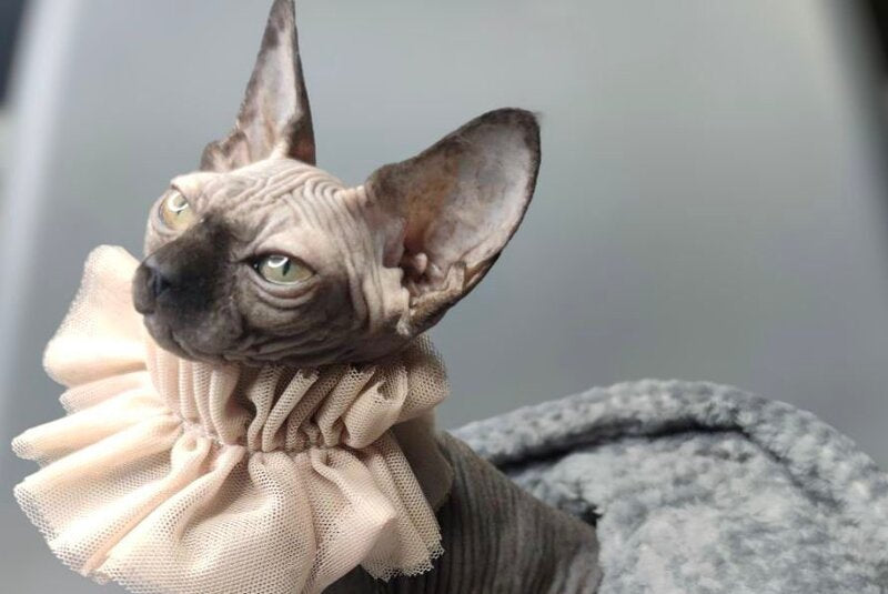 Darly Canadian Sphynx female, black