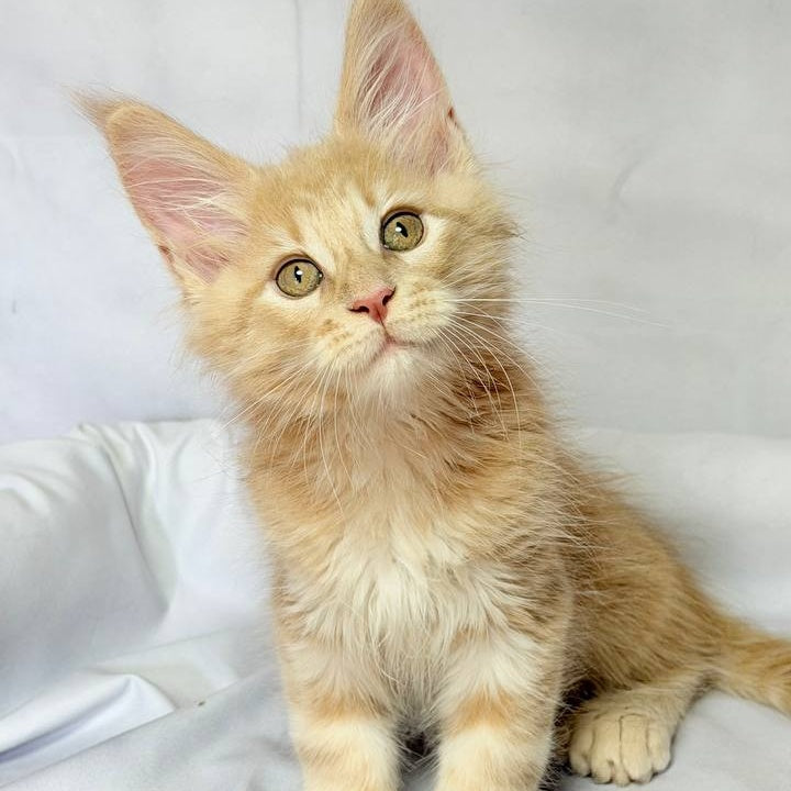 Lyndon Maine Coon polydactyl 5x5x6x6 male, cream silver tabby