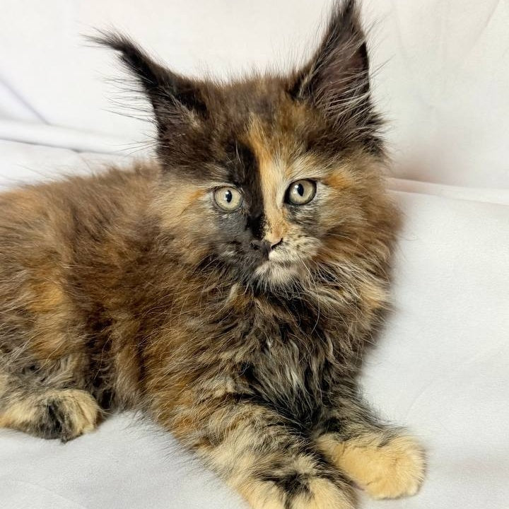 Magnolia Maine Coon female, black tortie