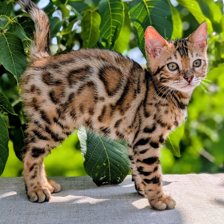 Zeus Bengal male, black spotted tabby