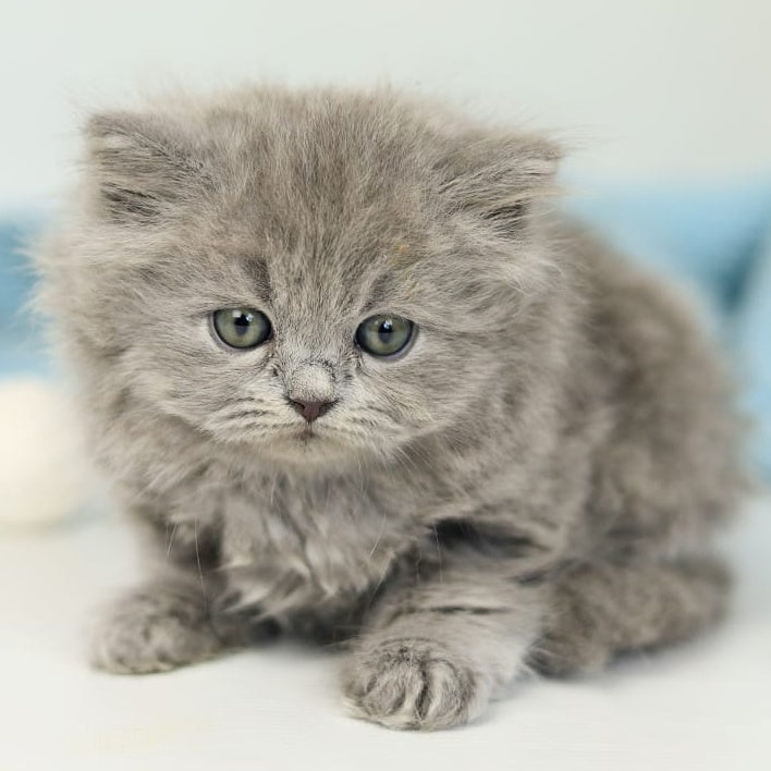 Pevana British Longhair female, blue