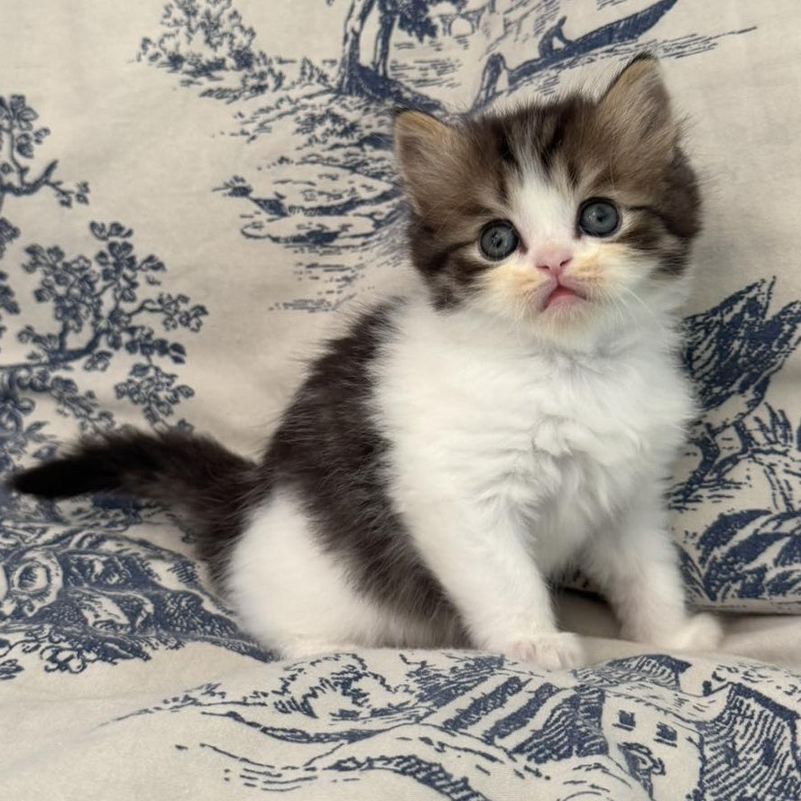 Kipish Scottish Straight male, black tabby bicolour