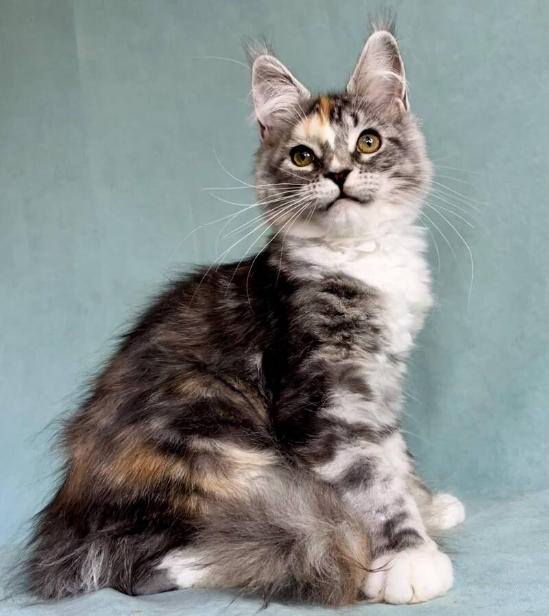 Nestle Maine Coon female, black tortie silver tabby with white