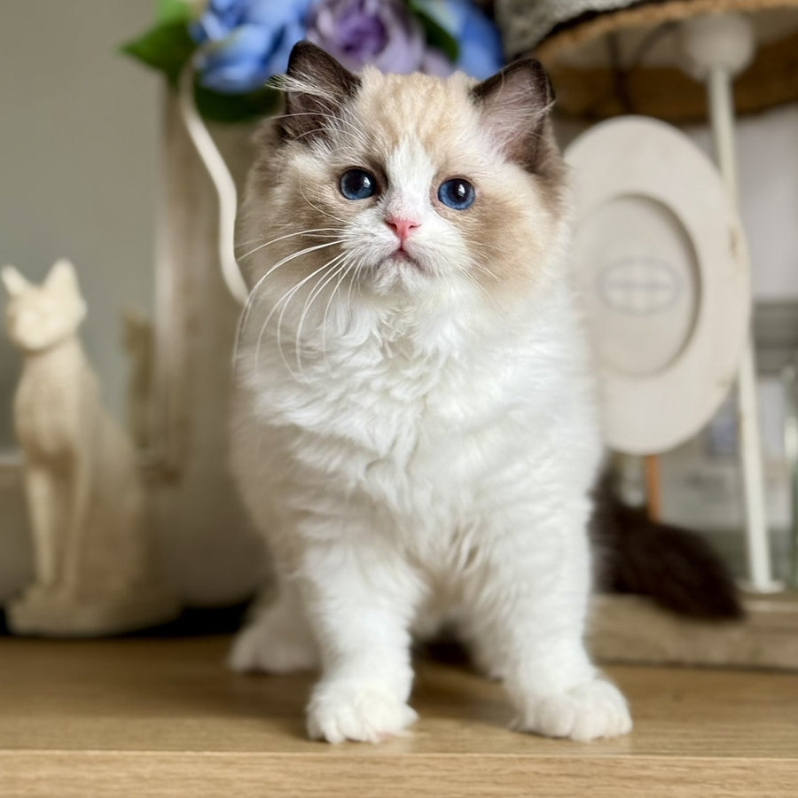 Moksha Ragdoll female, black bicolour