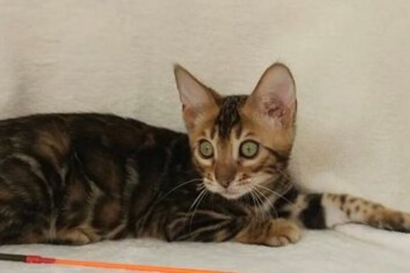 Тango Bengal male black spotted tabby - live animals
