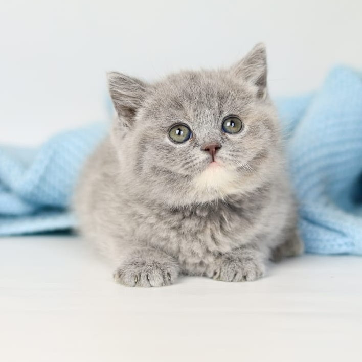Perseya British Shorthair female, blue tortie